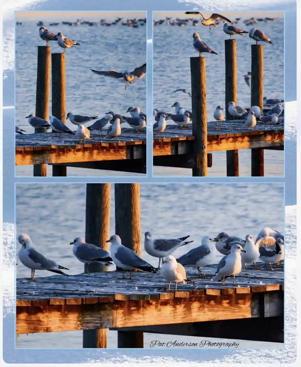 A three-panel photo collage shows numerous seagulls perched on a wooden dock over water, with some flying and others…