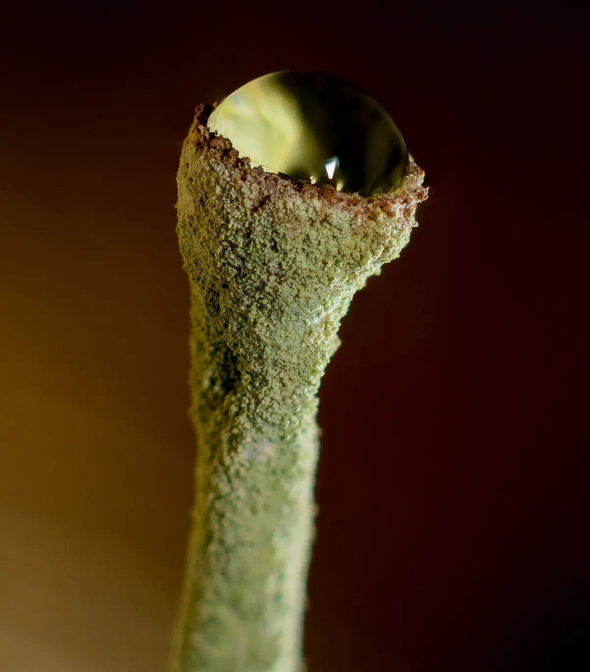 A macro photograph shows a textured, greenish-brown plant stem with a large, spherical water droplet resting at its tip. The…