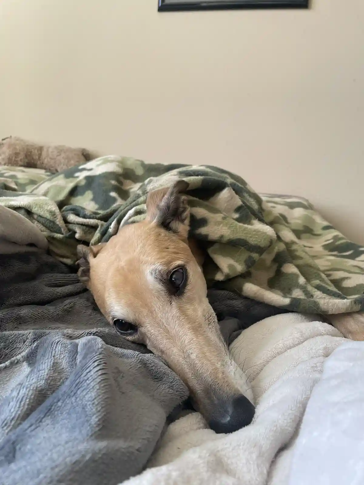 A light brown dog with large dark eyes peeks out from under a camouflage-patterned blanket on a bed, surrounded by other…