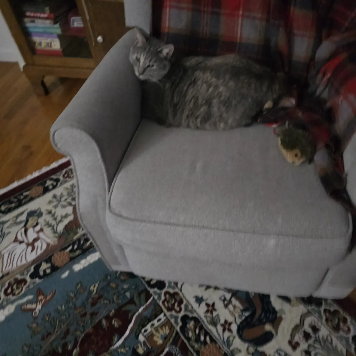 A gray tabby cat is lounging on a light gray armchair, looking slightly annoyed or unimpressed. A red and black plaid…