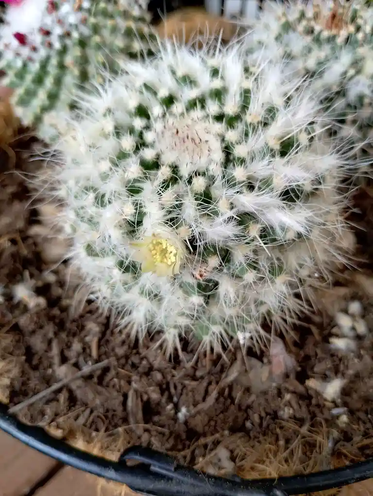 A close-up photo of a round, fuzzy cactus covered in long white spines, with a small yellow flower blooming near its center…