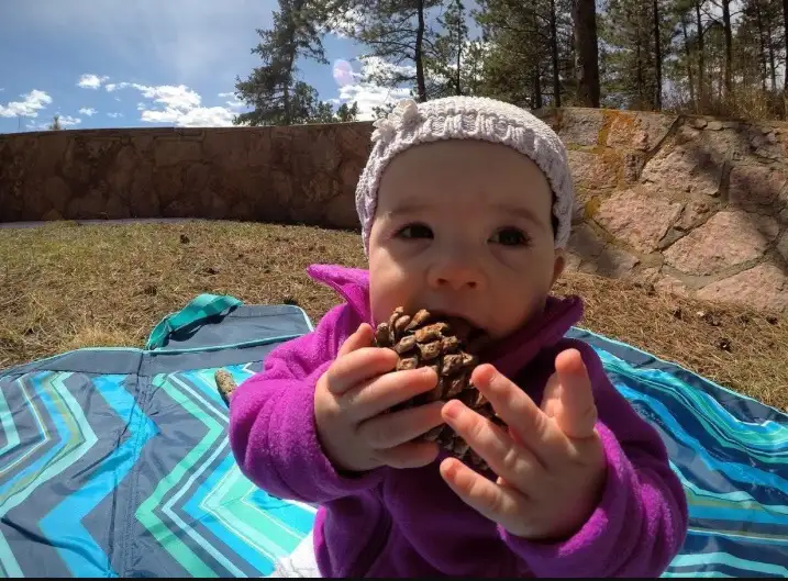 Mmm, the delightful pinecone experience!