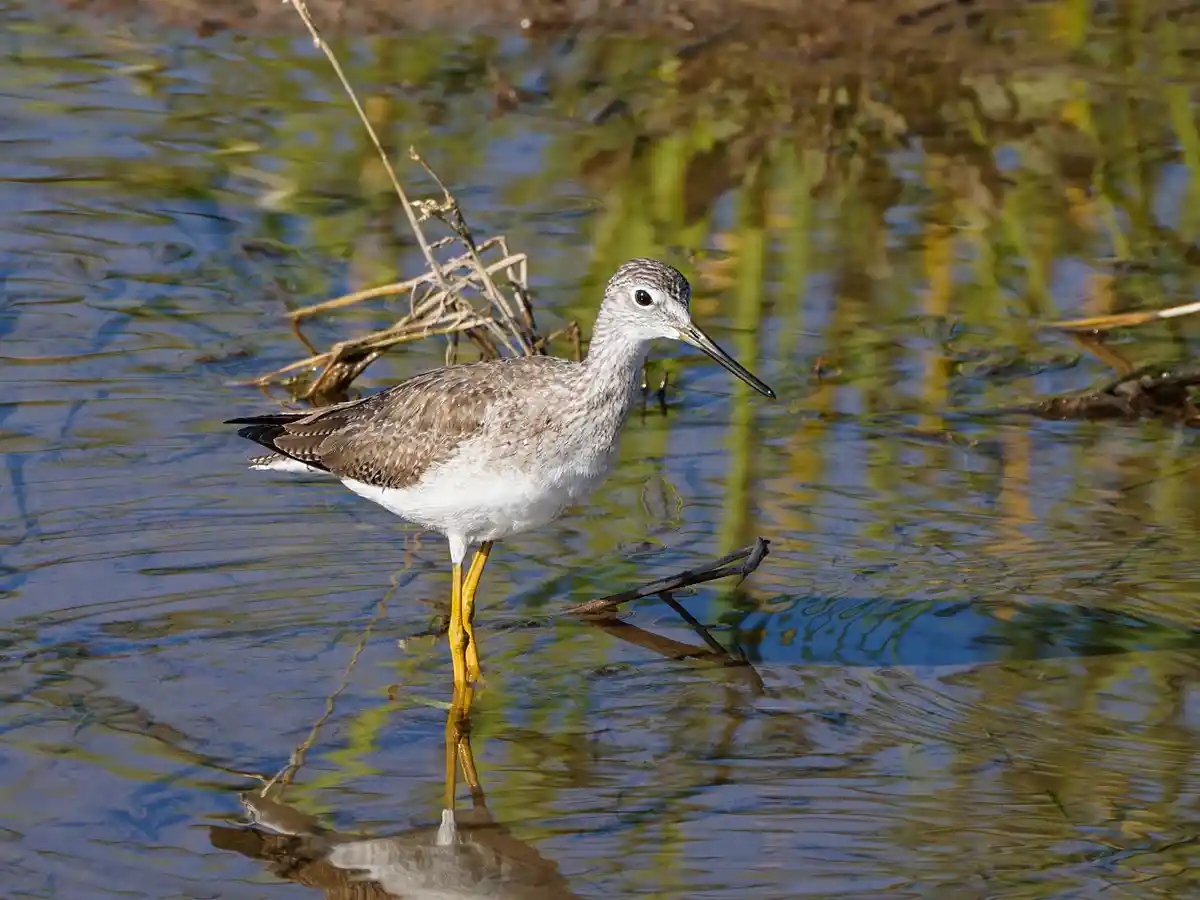 A bird with a long beak and bright yellow legs stands in shallow water, its reflection visible below. The bird has mottled…