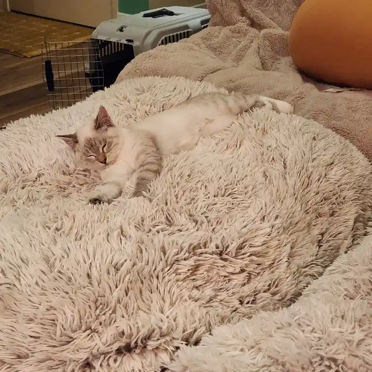 Meet Elsa: The Queen of Winter