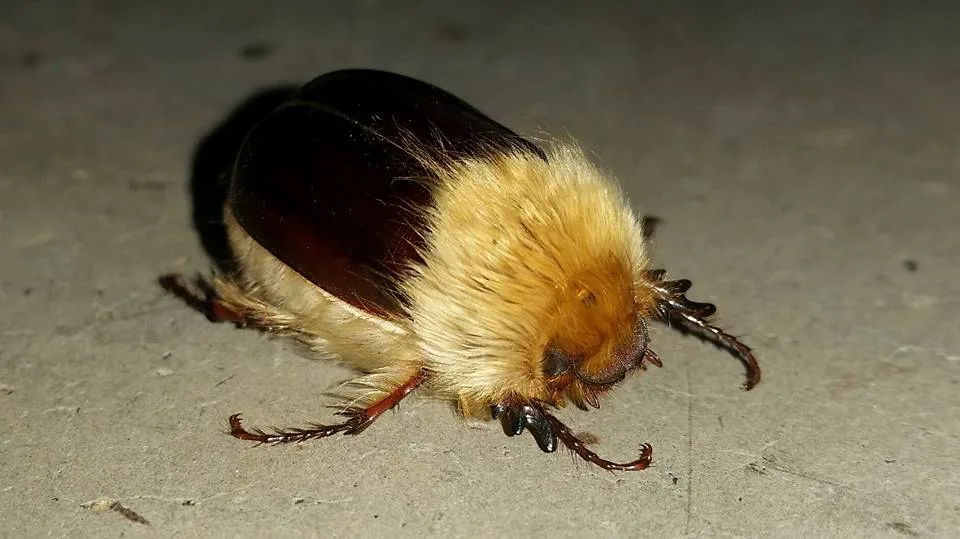 a close-up photo of a beetle with a dark, shiny shell and a very fluffy, light-brown furry thorax and head, crawling on a…