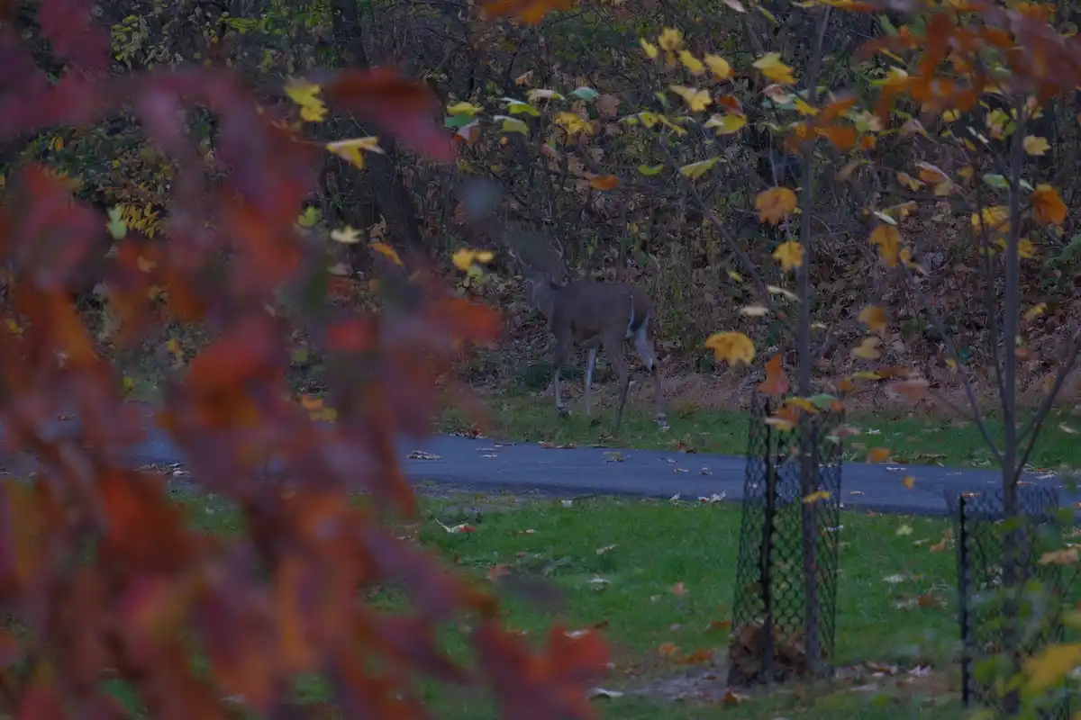 A deer with antlers walks away down a paved path in an autumnal setting, framed by out-of-focus red and yellow leaves in the…