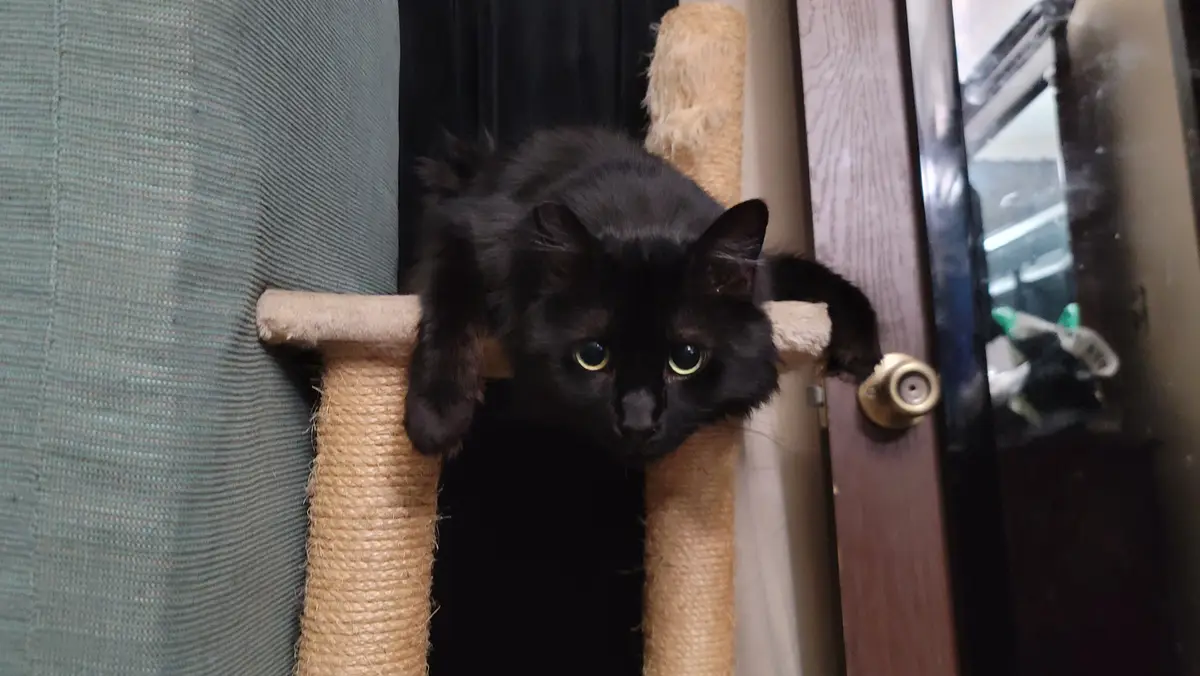 A black cat with bright yellow eyes is lounging on a beige rope cat tree, one paw resting on a wooden door handle. The cat…