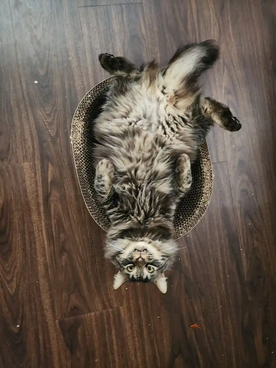 A fluffy, long-haired tabby cat is lying on its back inside a circular cardboard scratcher, exposing its belly and looking…