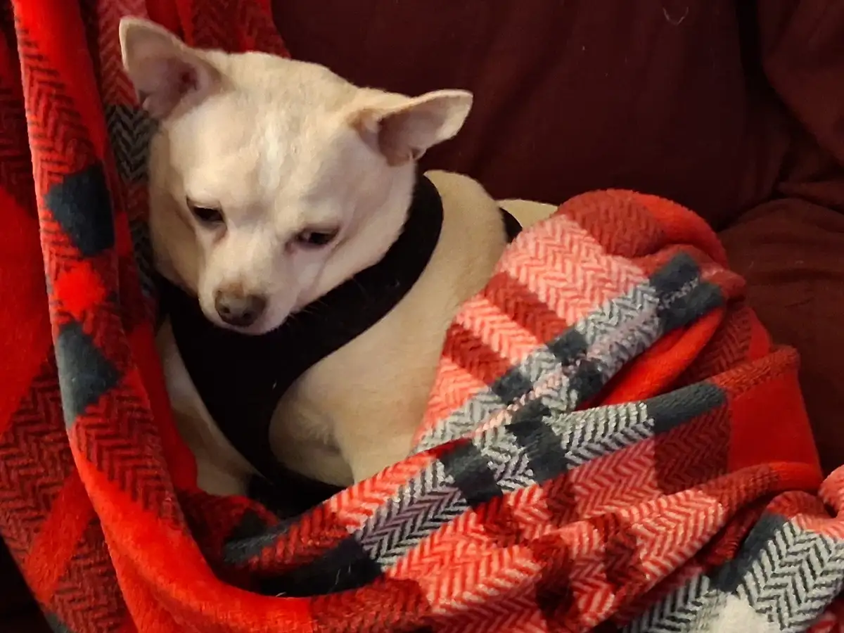A small, light-colored dog with large ears is wrapped snugly in a red, black, and gray patterned blanket, looking directly…
