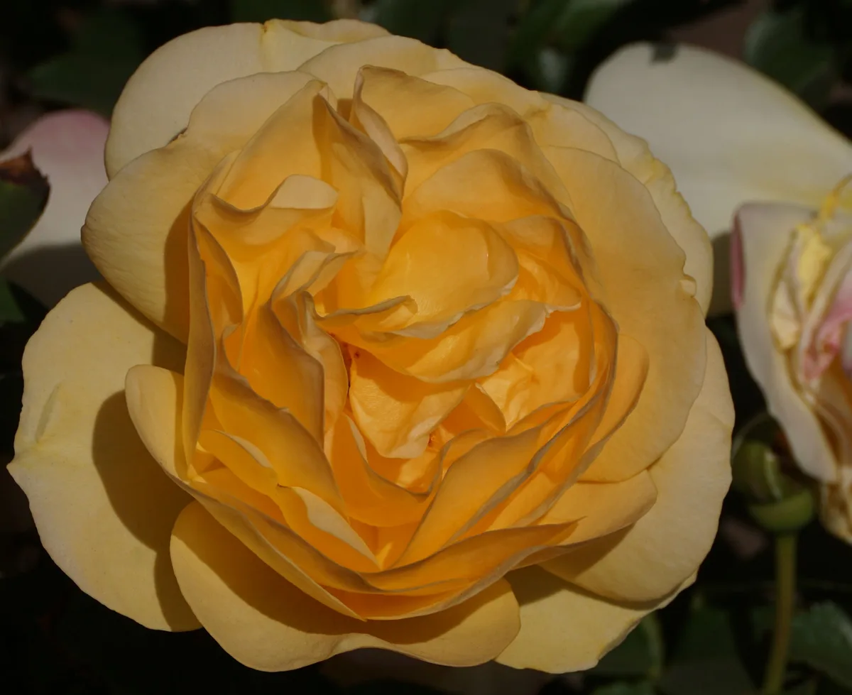 A close-up photograph of a fully bloomed, multi-layered yellow rose with soft, ruffled petals, set against dark green…