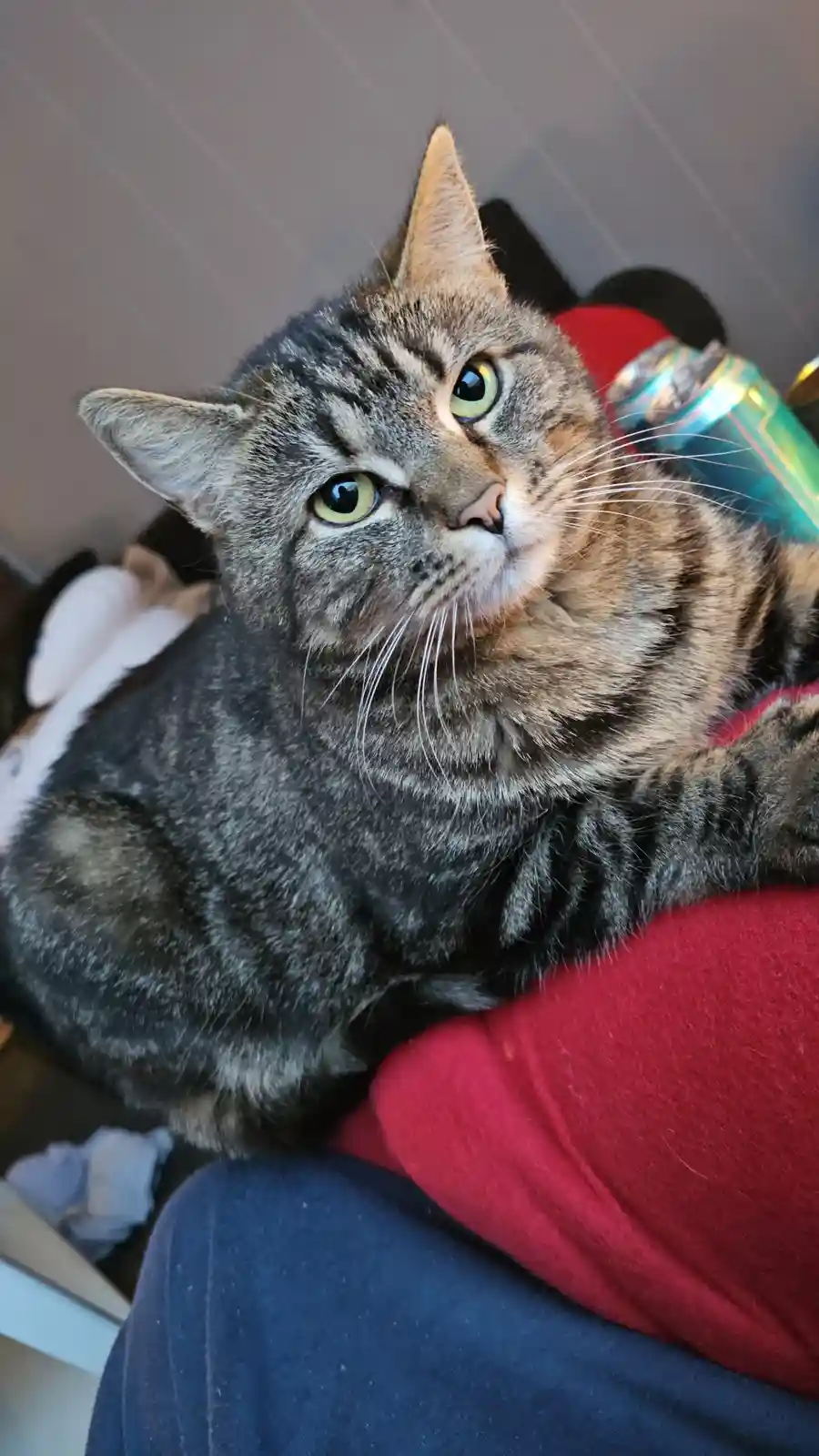 A tabby cat with green eyes sits on a person's lap, looking upward with a relaxed, slightly smug expression. The person…