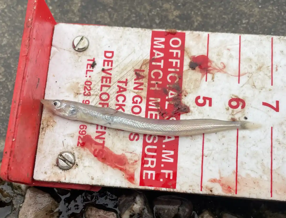 A very small, slender silver fish lies on a worn, red-and-white official match measure board, which has visible bloodstains…