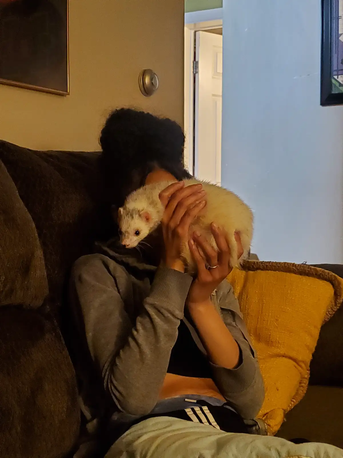 A person with dark curly hair sits on a couch holding a white ferret close to their chest, obscuring their face. The ferret…