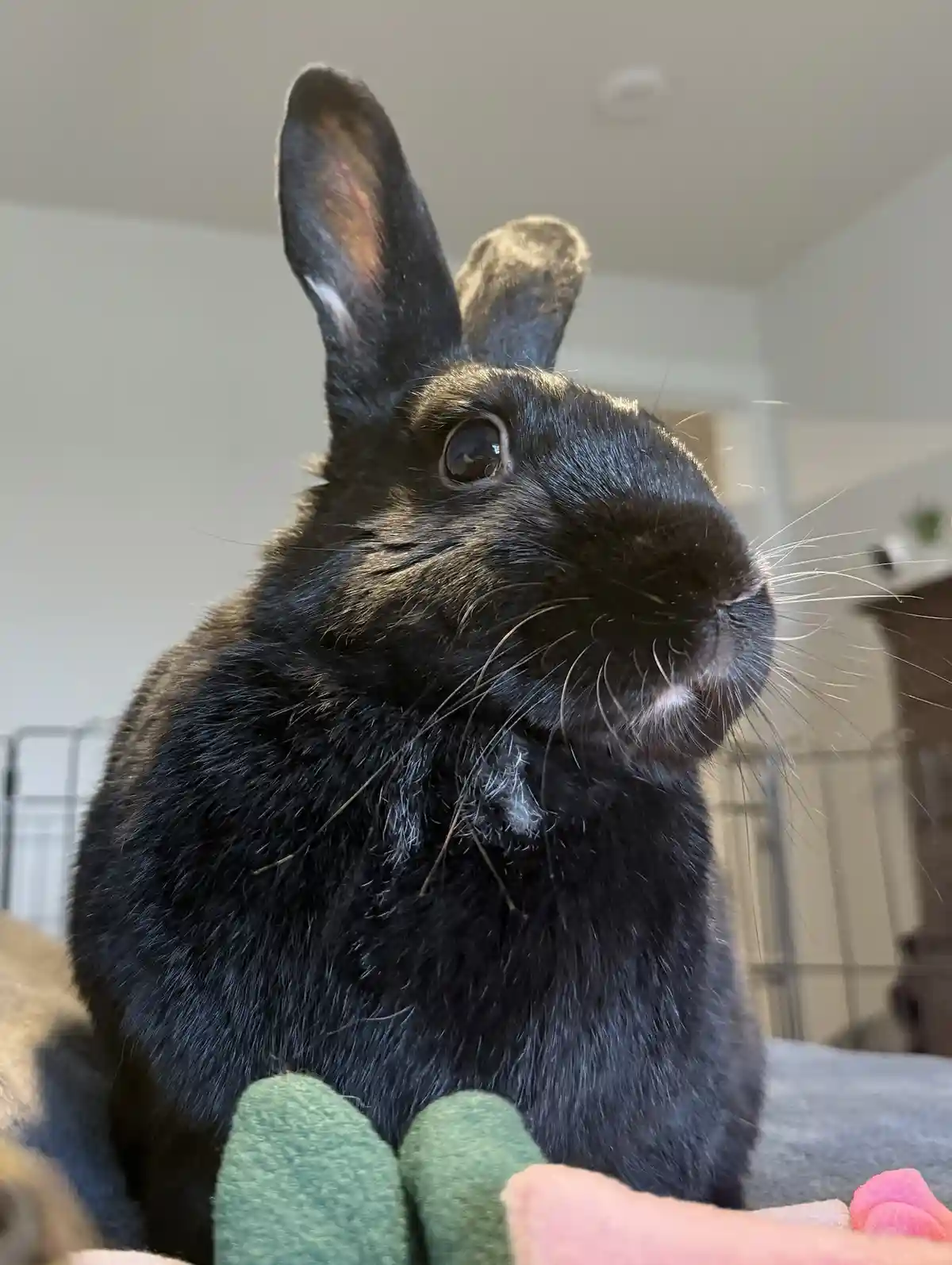 A close-up photo of a black rabbit with long ears and whiskers, looking slightly to the side. A human hand with green and…