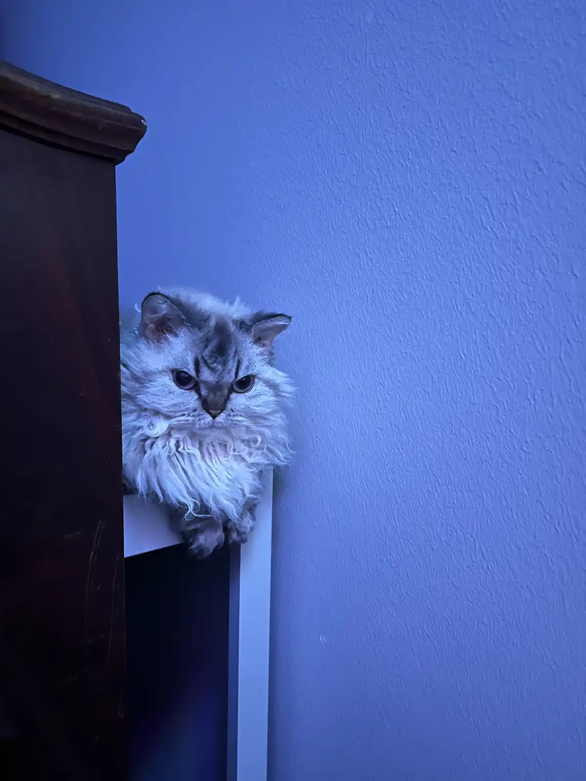 A fluffy, long-haired cat with a grumpy expression peeks out from behind a dark wooden piece of furniture against a blue…