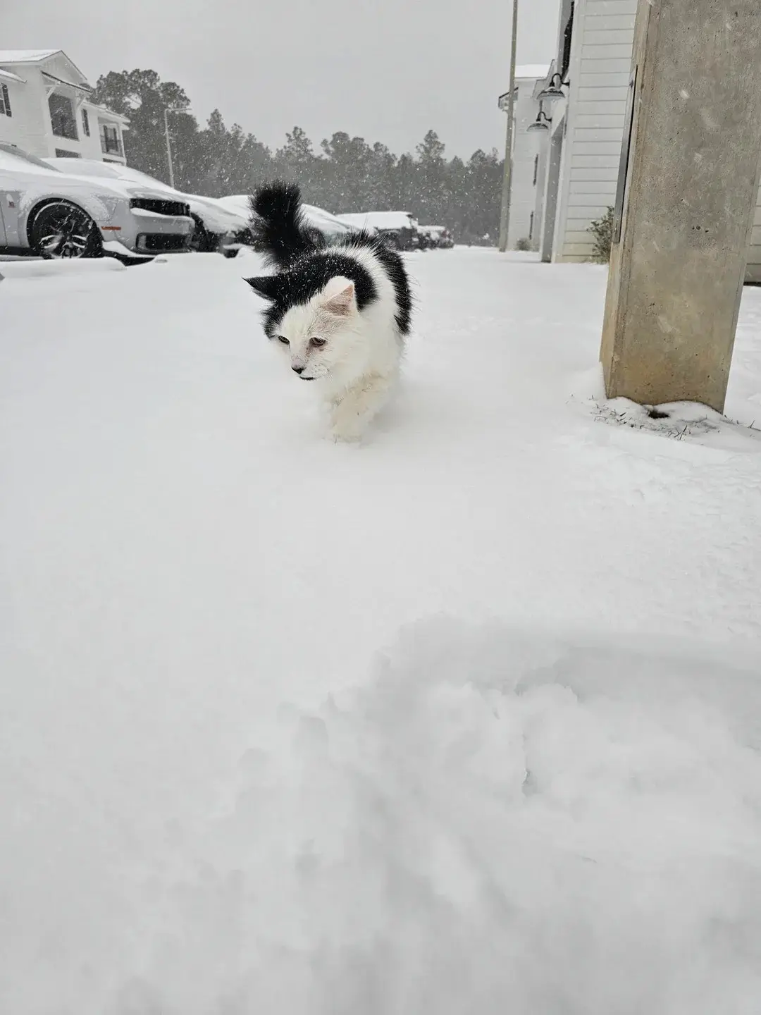 A black-and-white cat walks through deep snow in a residential area, with snow-covered cars and houses in the background…