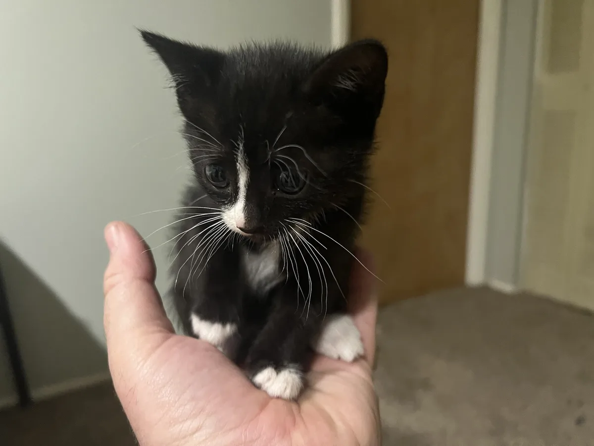 A tiny black-and-white kitten with large, expressive eyes and white paws is cradled in a person's open palm. The kitten's…