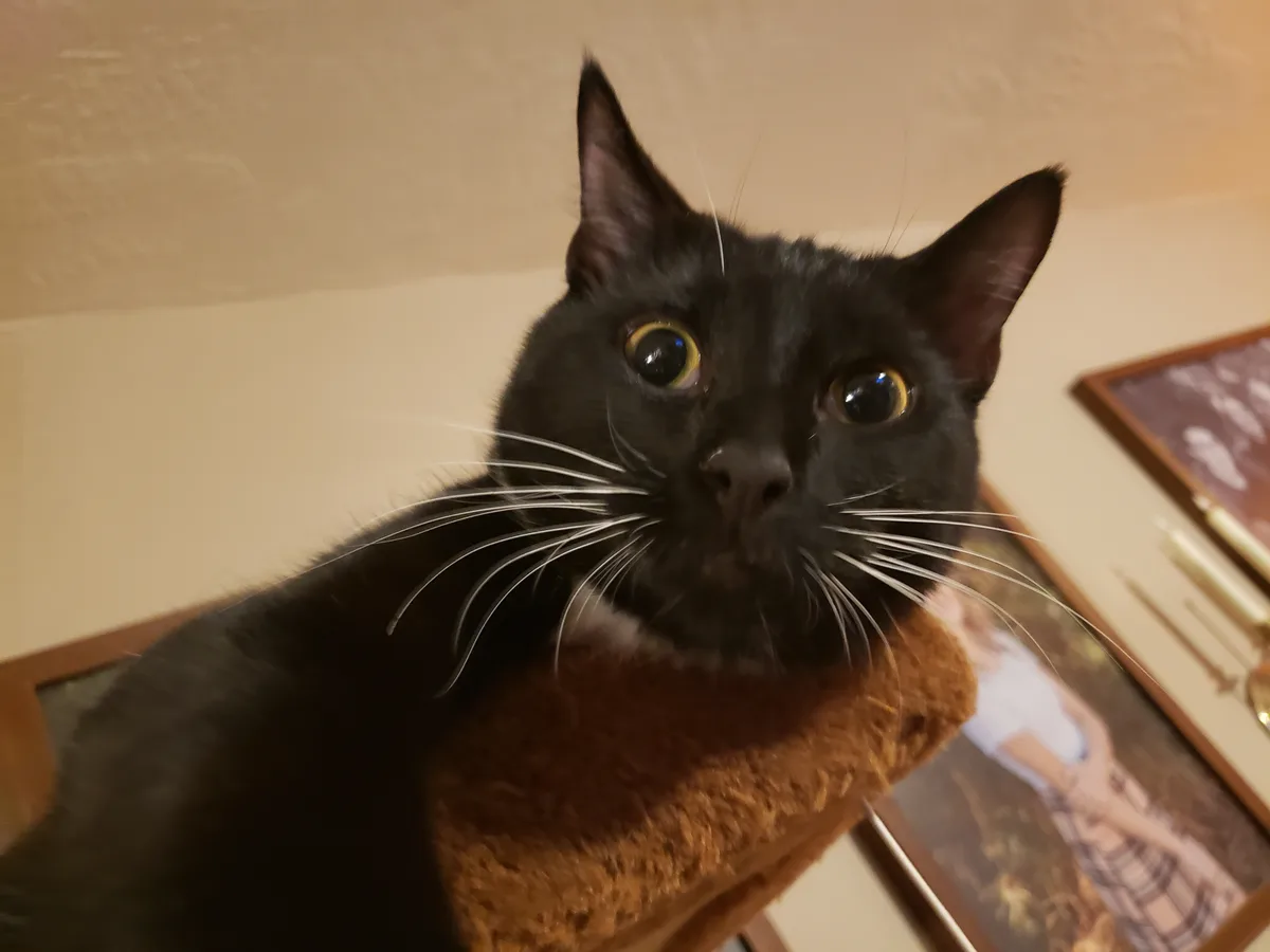 A close-up photo of a black cat with wide, startled-looking yellow eyes and white whiskers, sitting on a brown, fuzzy…