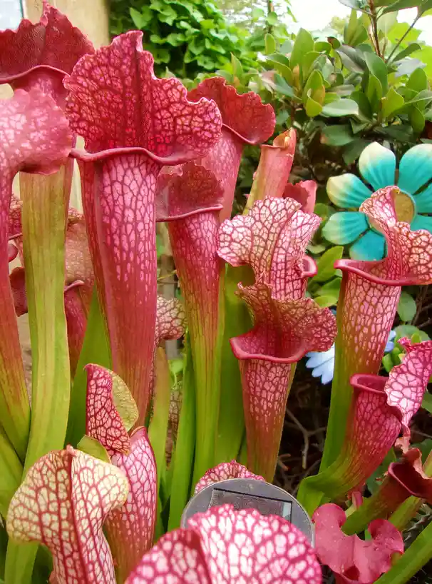 A close-up photo shows numerous pink and green pitcher plants with intricate white veining, growing densely in a garden. A…
