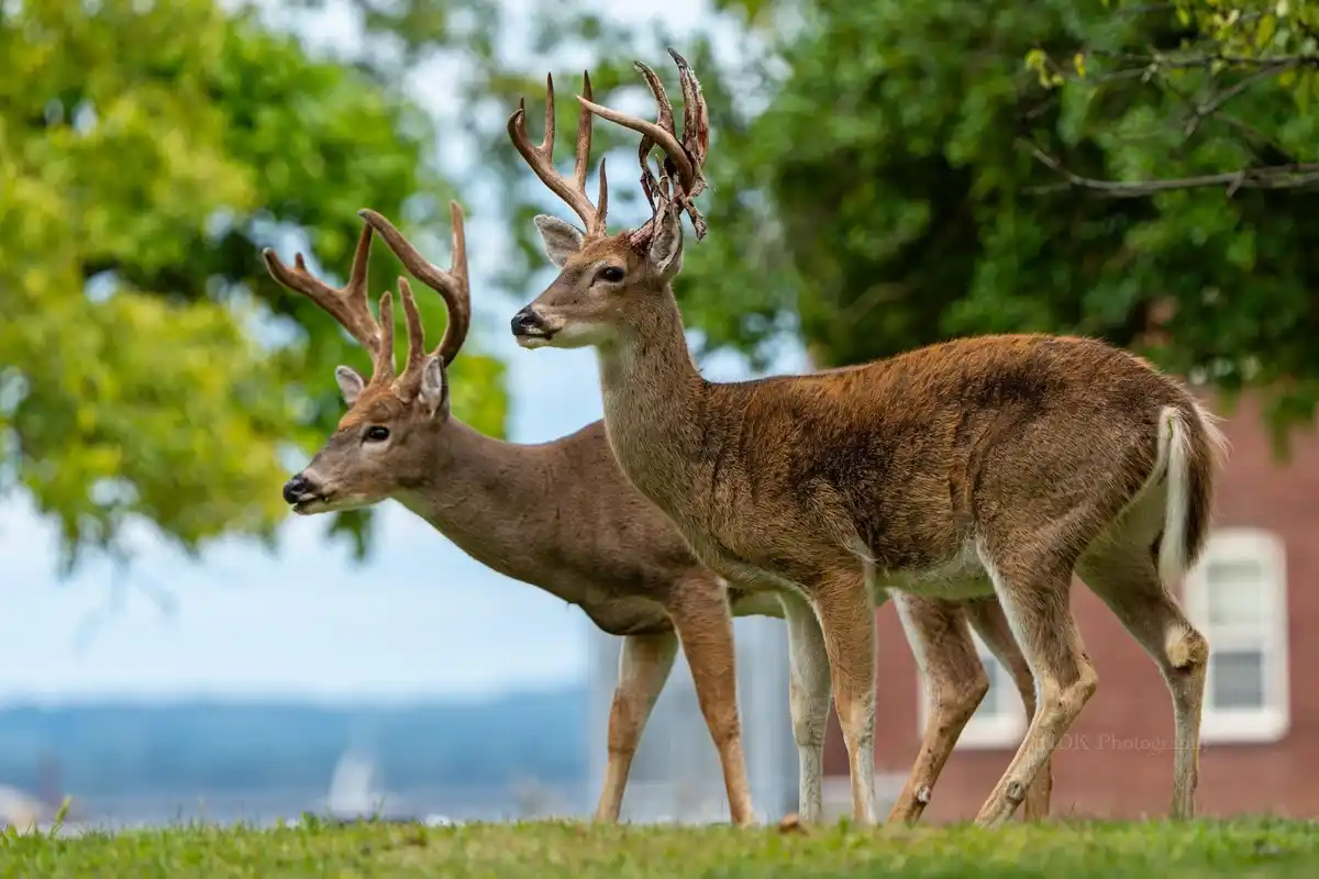 Two male deer with large antlers stand side by side on grass in front of trees and a building. The deer in the foreground…
