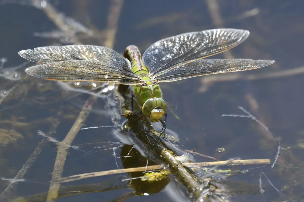 Anax Imperator Female: A Rare Find from Vienne, France