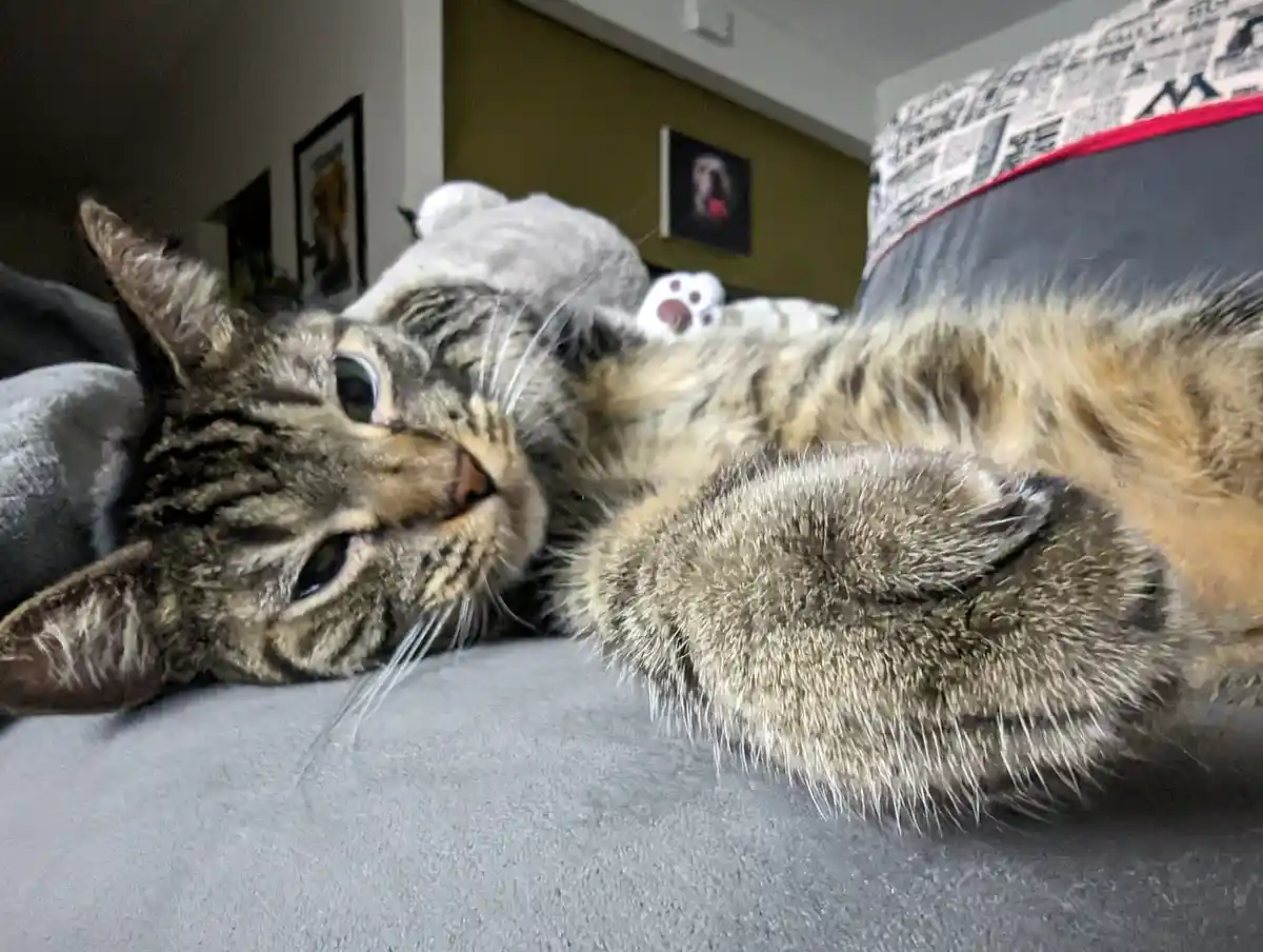A tabby cat lies on its back on a gray couch, looking relaxed with one eye open and one paw raised, next to a gray stuffed…