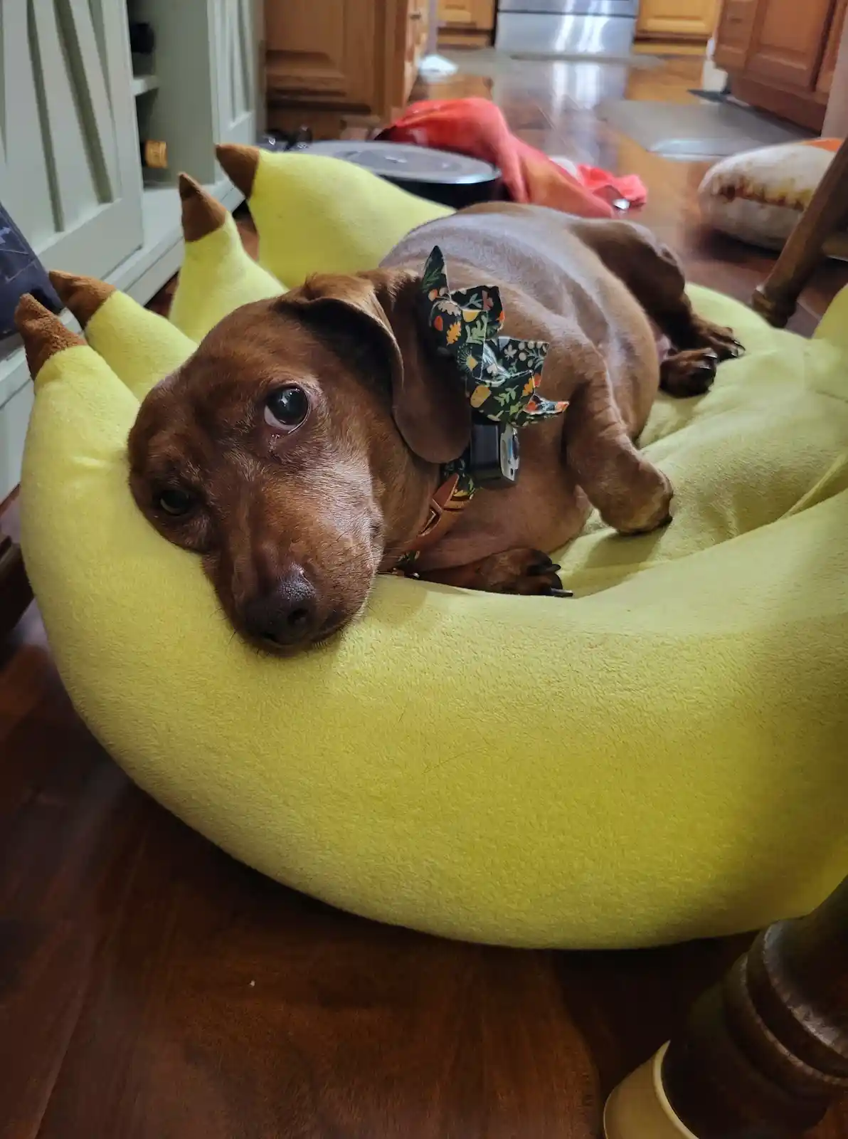 A brown dachshund with a patterned bowtie lies in a large, yellow, banana-shaped dog bed, looking directly at the camera…
