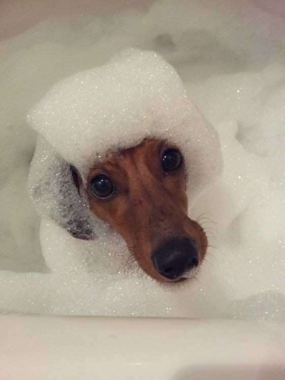 A dachshund with a brown coat and black nose is partially submerged in a bathtub filled with white, bubbly foam. Only its…