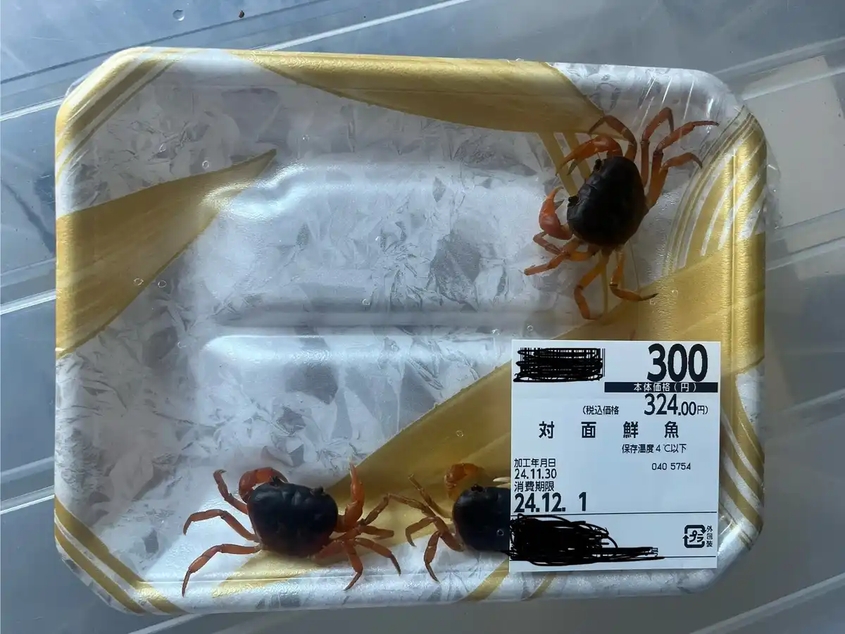 A clear plastic tray with gold and white decorative patterns contains three small crabs with dark shells and orange legs…