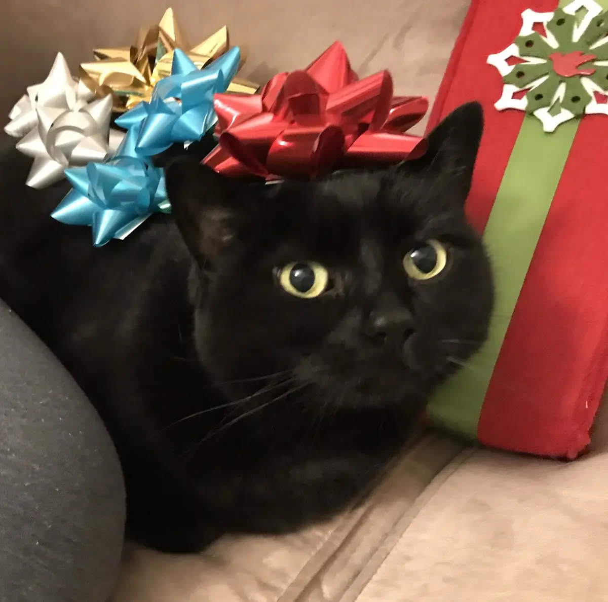 A black cat with wide, startled yellow eyes sits on a couch next to a red and green wrapped gift. Several large, shiny…