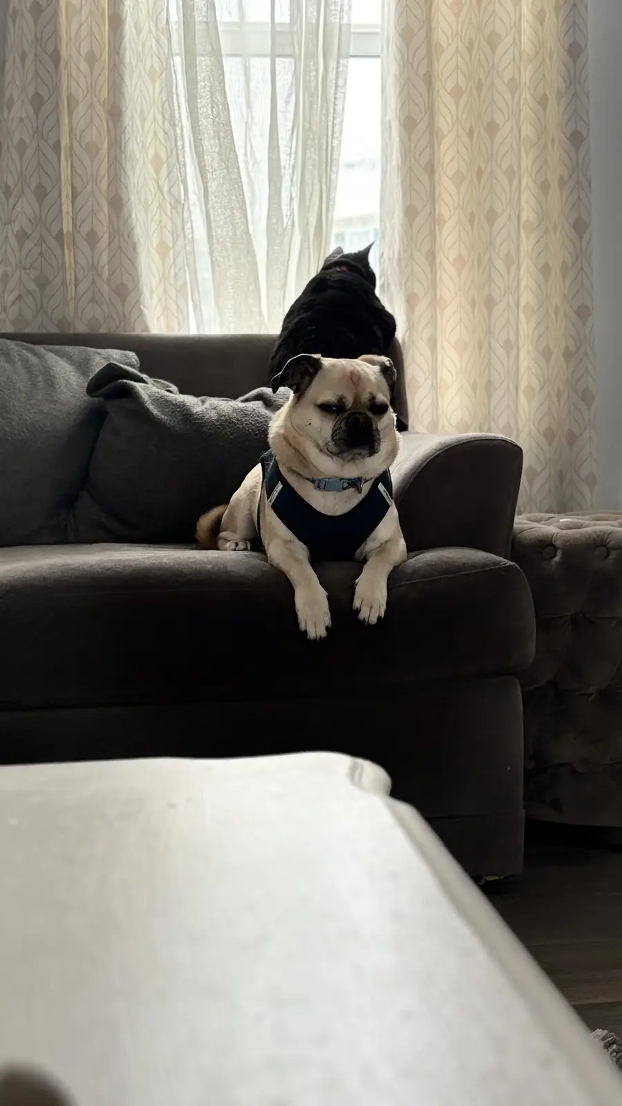 A pug wearing a black harness sits on a dark brown couch with a bored, unimpressed expression, while a black cat is perched…