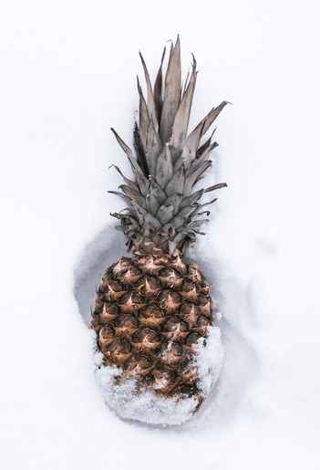 A whole pineapple with its spiky crown is partially buried in white snow, with snow clinging to its lower half and a faint…