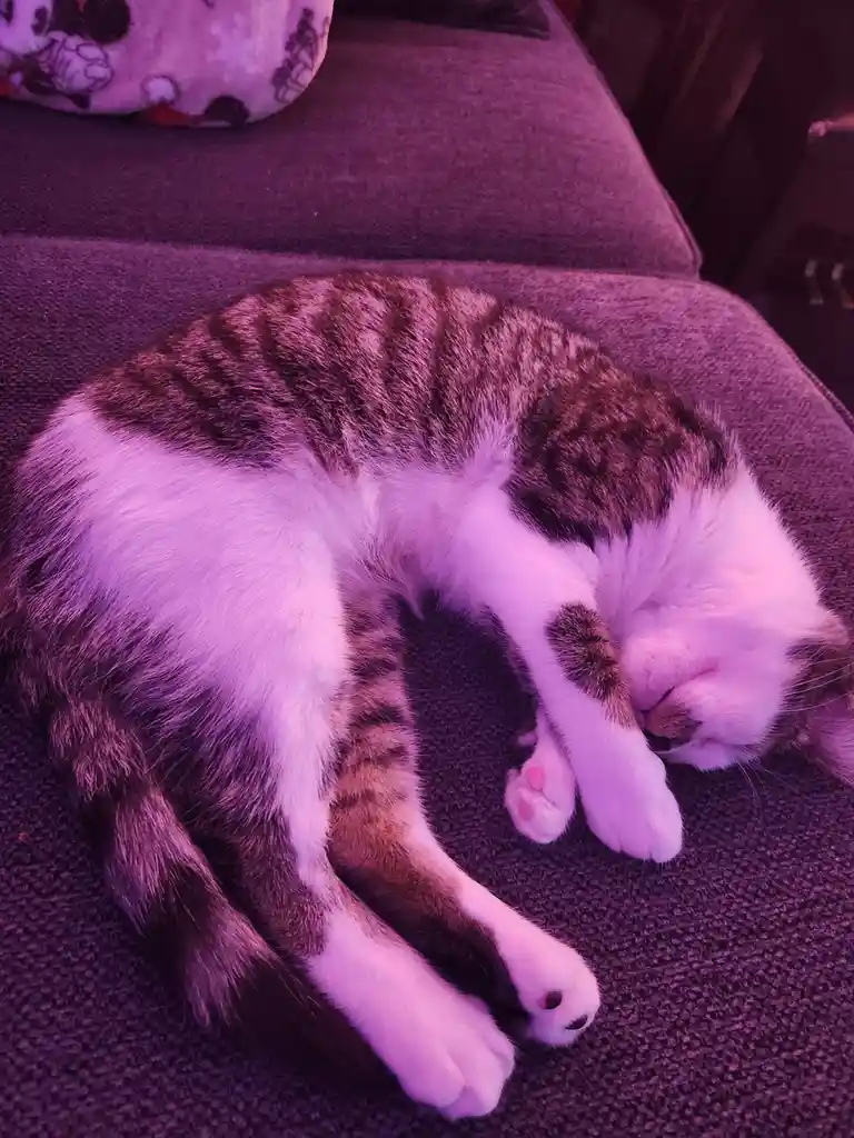 A tabby and white cat is curled up sleeping on a dark gray couch under purple lighting. Its body is in a tight, compact ball…