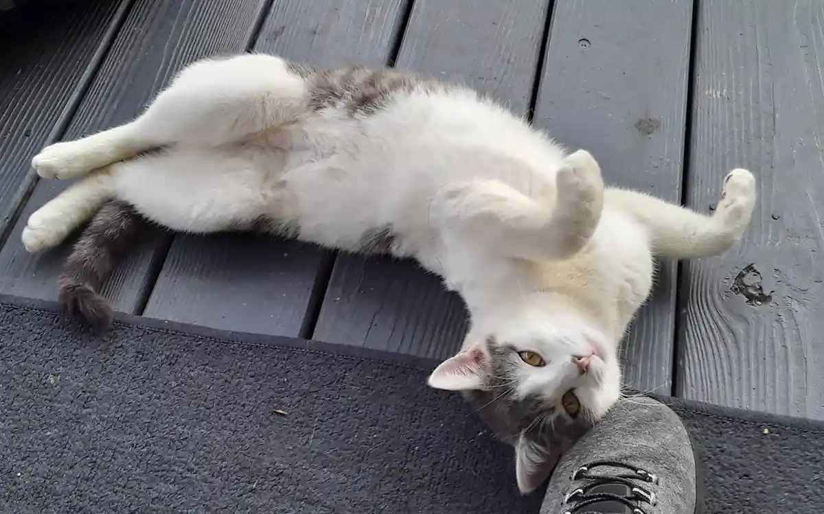 A white and gray cat lies on its back on a dark wooden deck, paws up, looking relaxed and slightly dazed, with its head…