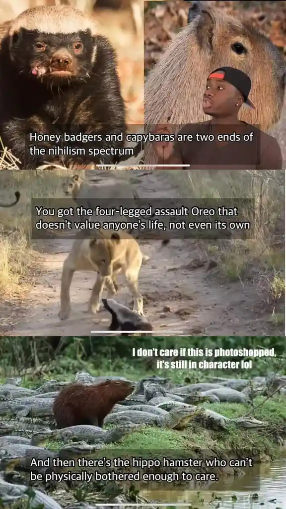The meme features four panels: a honey badger, a man superimposed on a capybara, two lions attacking a honey badger, and a…
