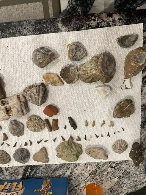 Request for Identification of Sherman Fossil