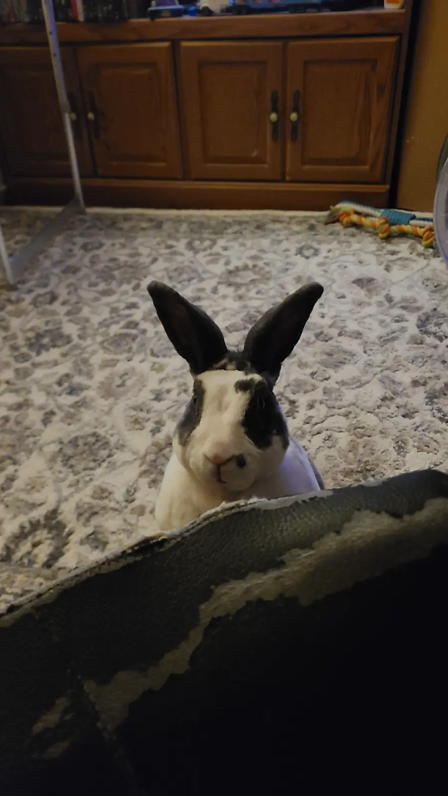 A black-and-white rabbit with large ears sits upright on a patterned rug, peeking over the edge of a dark, worn carpet…