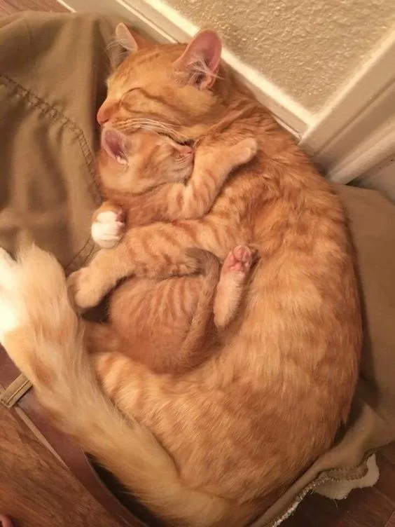 Cuddle Time: The Snuggle is Real