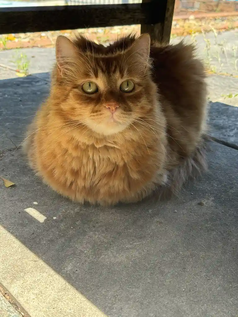 A fluffy, long-haired orange tabby cat sits on a gray concrete surface, looking directly at the camera with wide, green eyes…