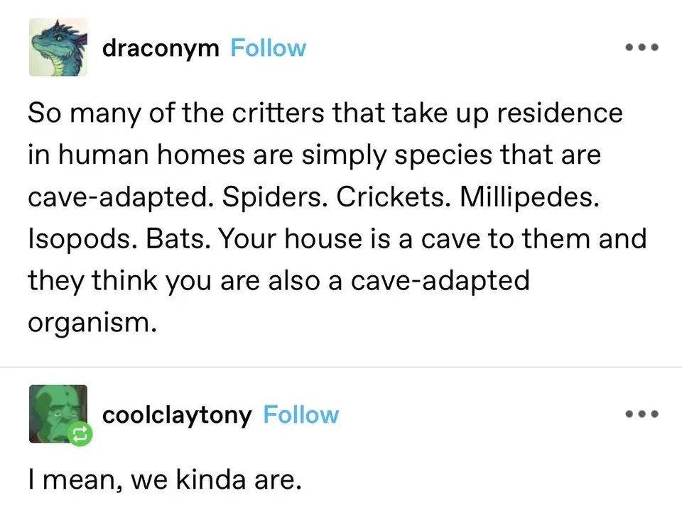 A screenshot of a Twitter thread showing user 'draconym' explaining that many common household pests are cave-adapted and…