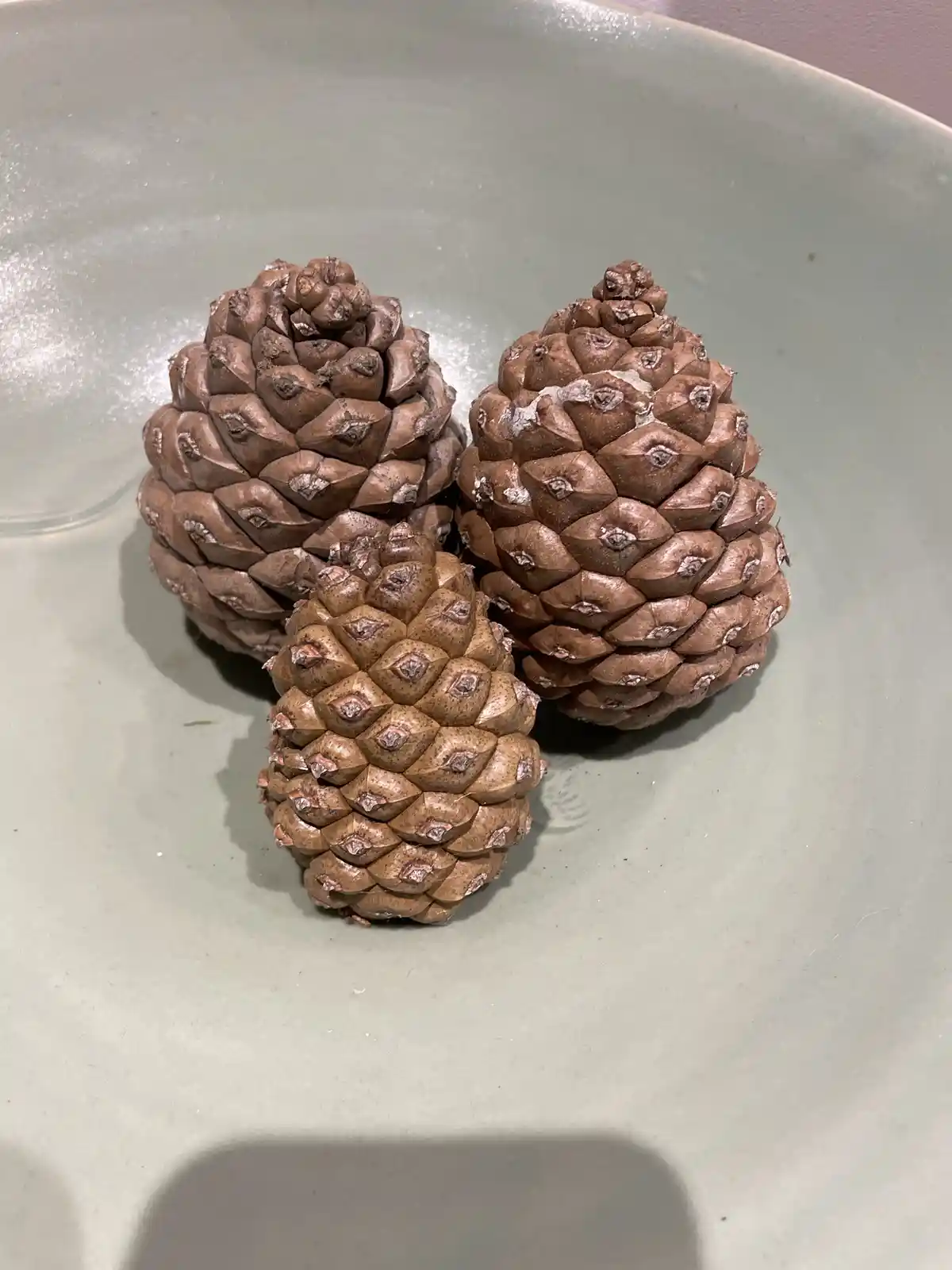 Three brown pine cones are arranged on a light gray ceramic plate, their textured scales clearly visible under soft…