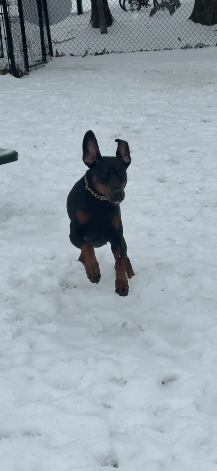 A black and tan Doberman Pinscher is captured mid-stride, running through a snowy yard with its front paws lifted off the…