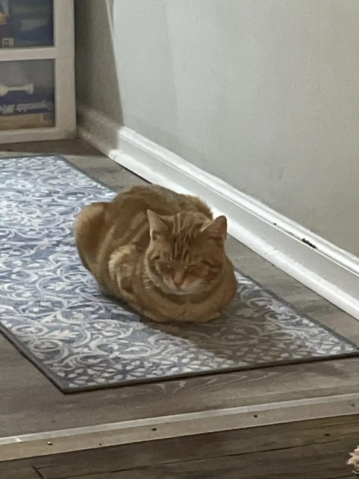 An orange tabby cat is curled up and sleeping on a blue and white patterned rug placed on a wooden floor near a white wall…