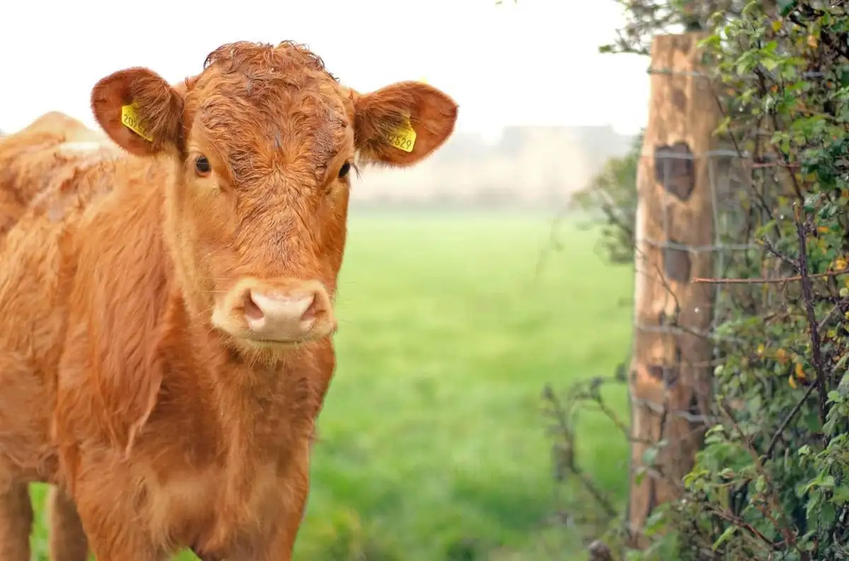 A close-up photo of a brown cow with yellow ear tags looking directly at the camera, standing near a wooden fence post with…