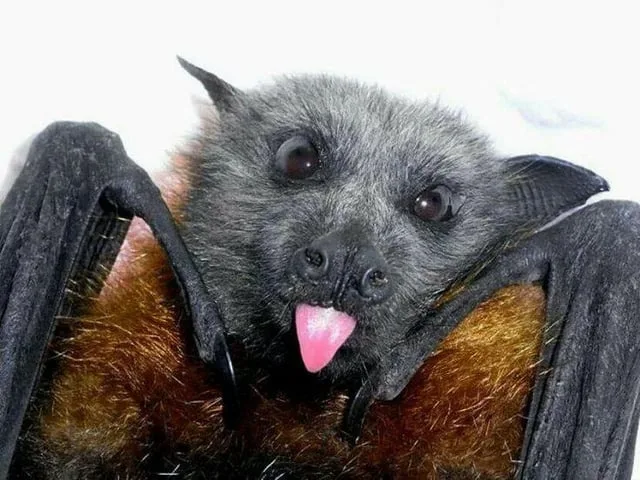 A close-up photo of a bat with dark gray fur on its face and lighter brown fur on its body, its wings folded around it, and…