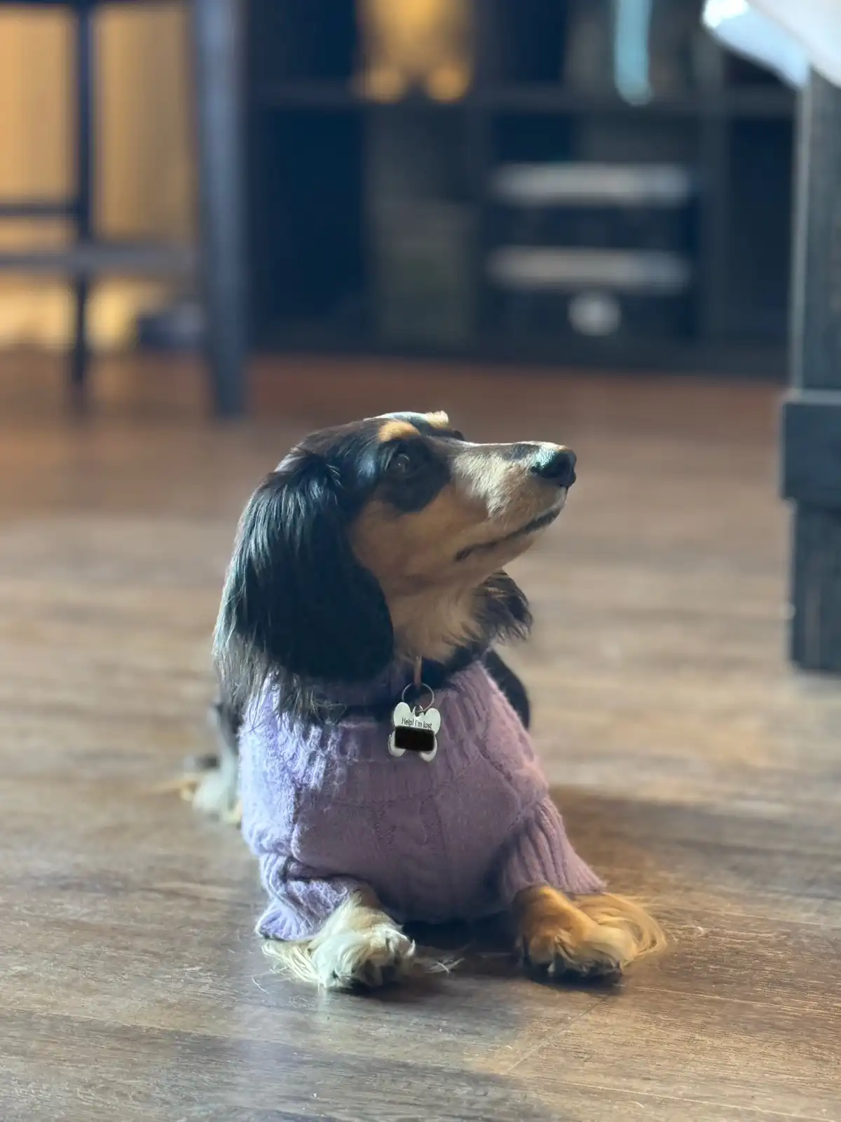 A long-haired dachshund wearing a purple knitted sweater sits on a wooden floor, looking upward with an expression of…