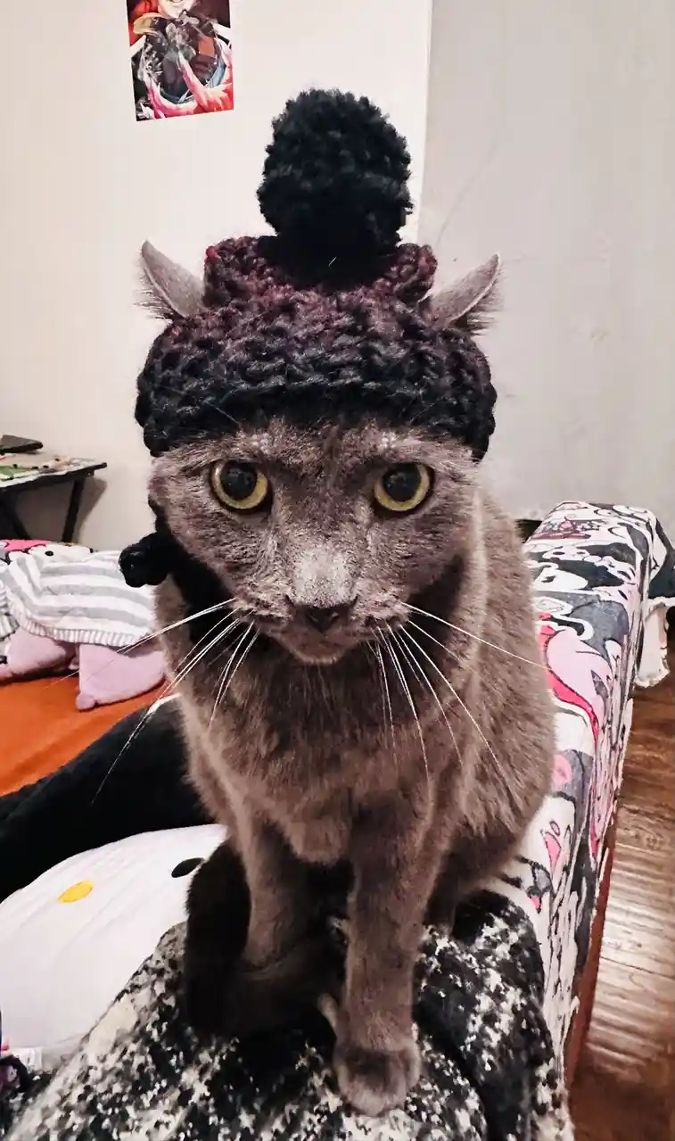 A gray cat with yellow eyes sits upright on a patterned couch, wearing a dark purple crocheted hat with a black pom-pom on…