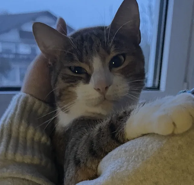 A tabby and white cat with a grumpy, unimpressed expression is being held by a person wearing a light-colored sweater. The…