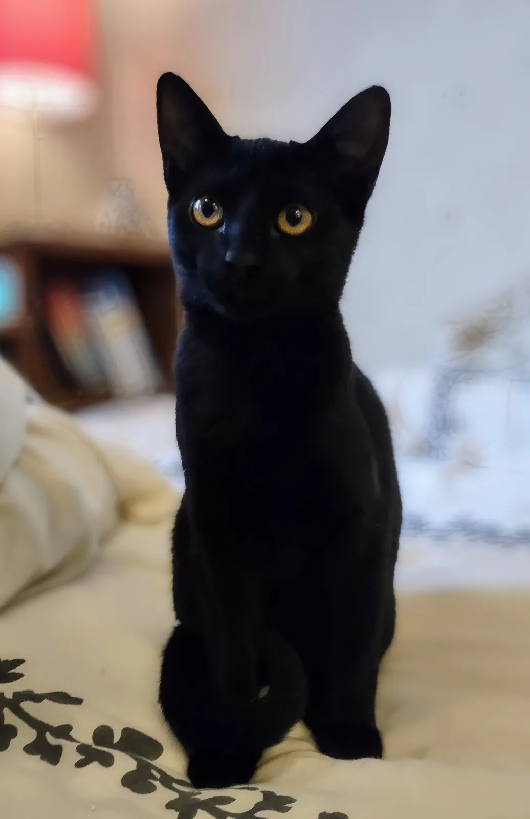 A sleek black cat with striking yellow eyes sits upright on a light-colored bedspread with dark floral patterns, staring…