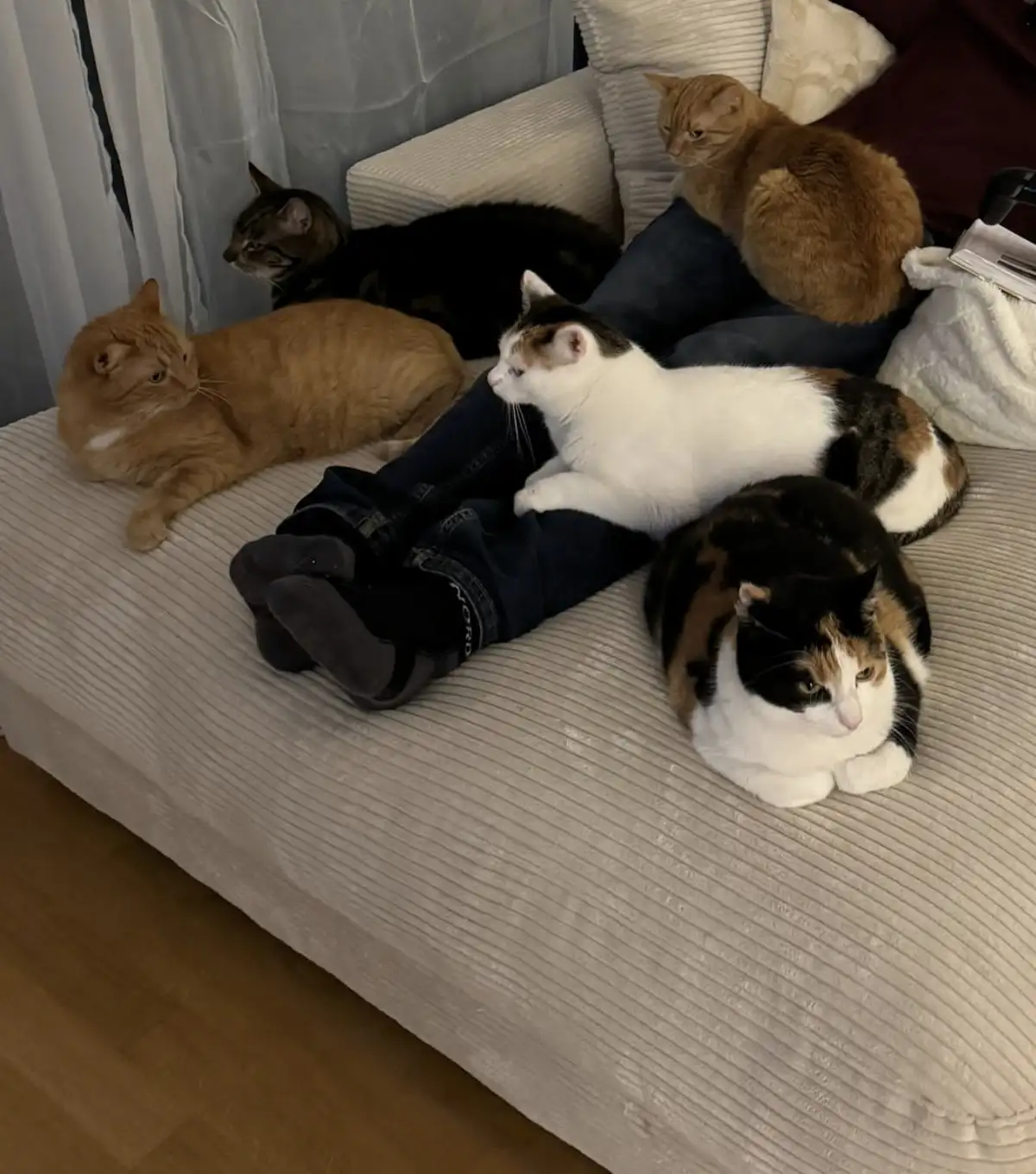 A person wearing jeans and socks is lying on a light-colored striped couch, completely surrounded by four cats of various…